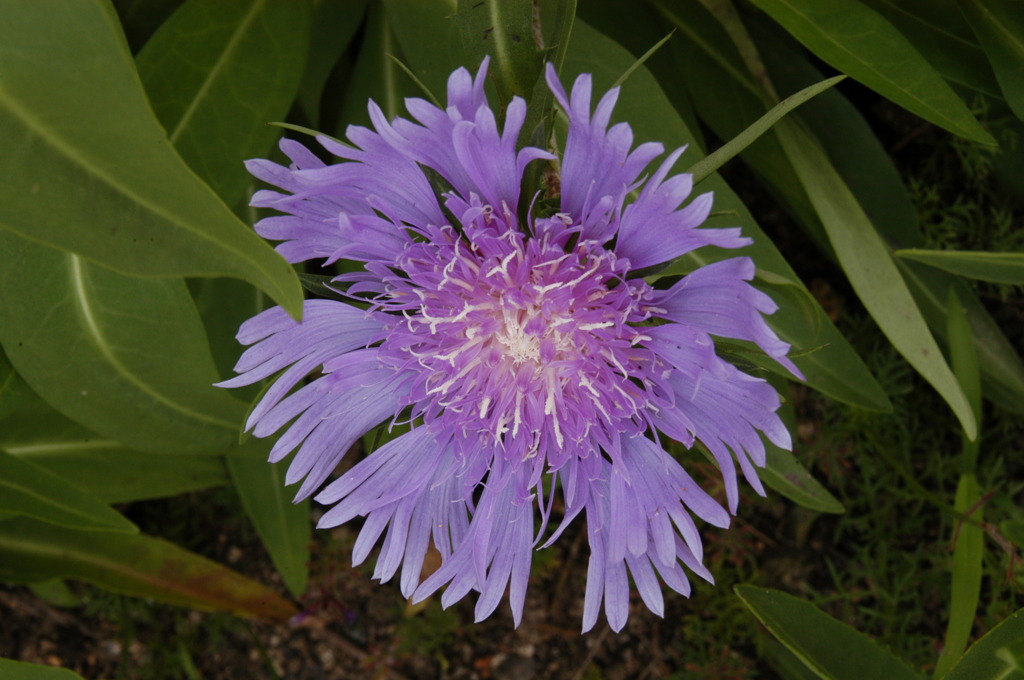 名が分からない花