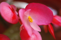 今日の花