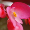今日の花