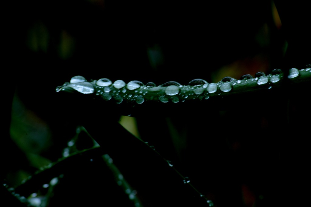 雨の水滴