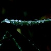 雨の水滴