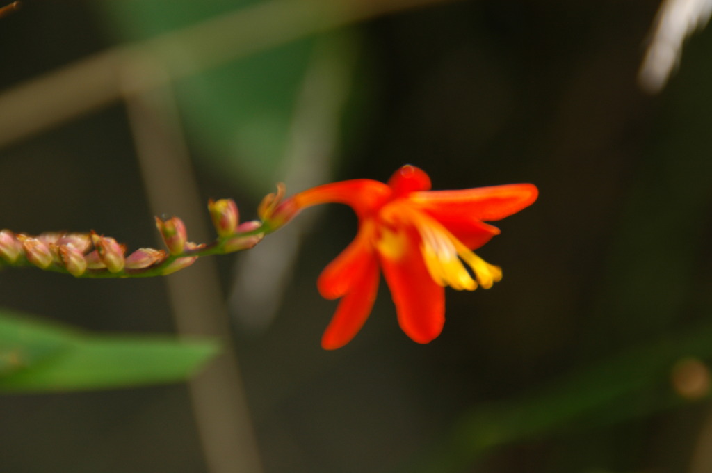 真夏の花　赤い可憐な花