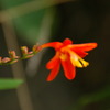 真夏の花　赤い可憐な花