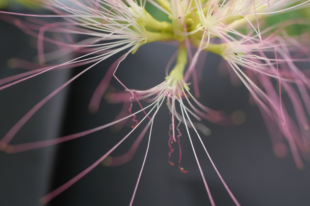 今日の花　ねむの木の花