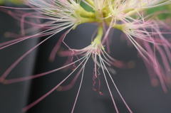 今日の花　ねむの木の花