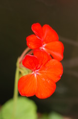 今日の花