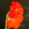 今日の花