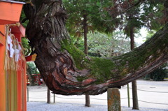 綾杉