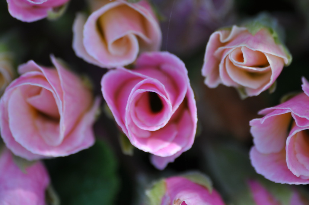 春の花
