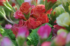 春の花