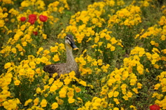 お花畑のカルガモ