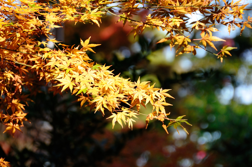 黄葉in Takao