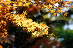 黄葉in Takao