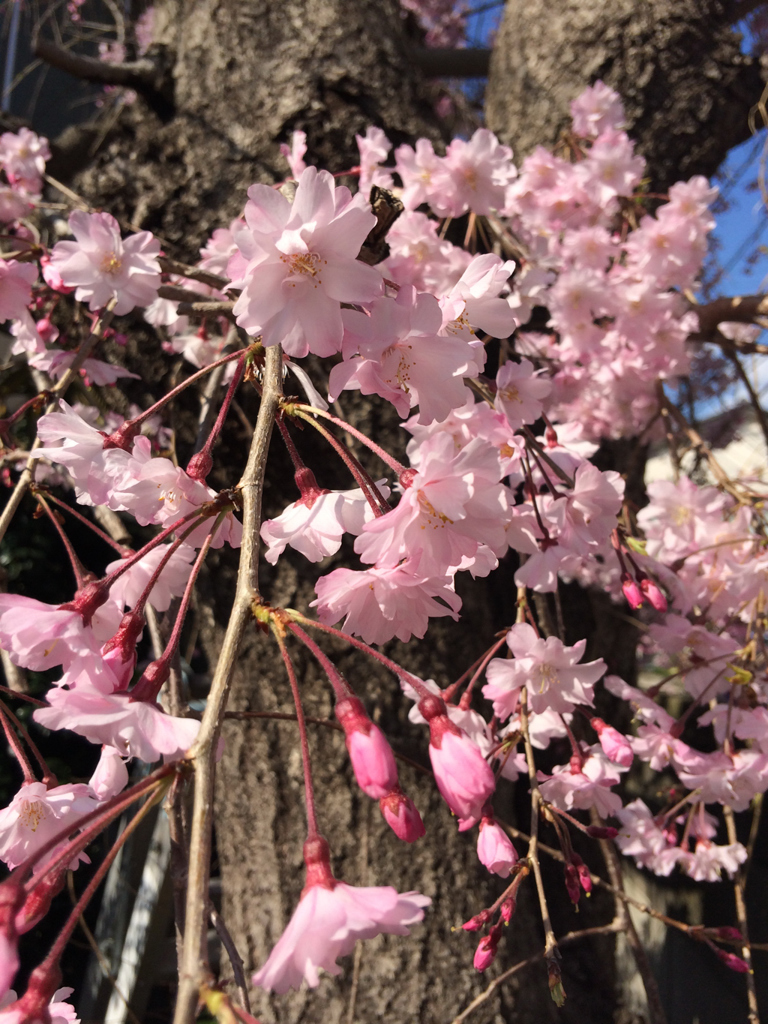枝垂れ桜？