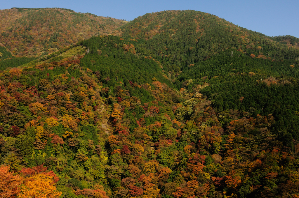 THE　紅葉