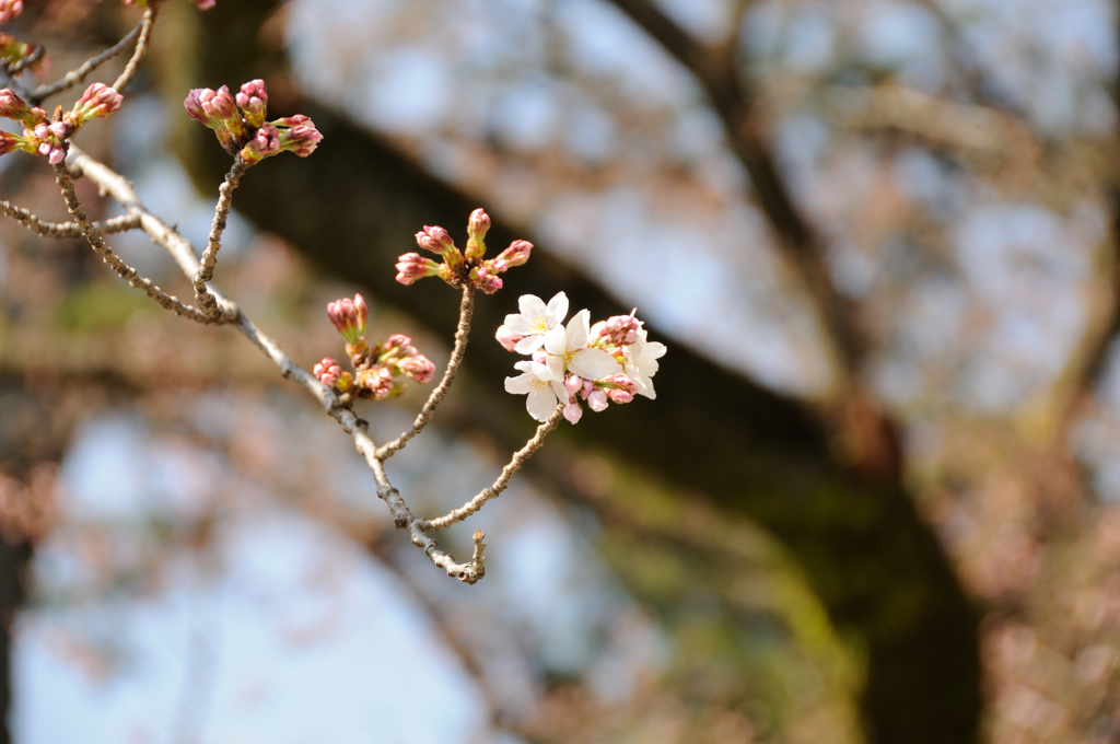小田原城周辺の桜