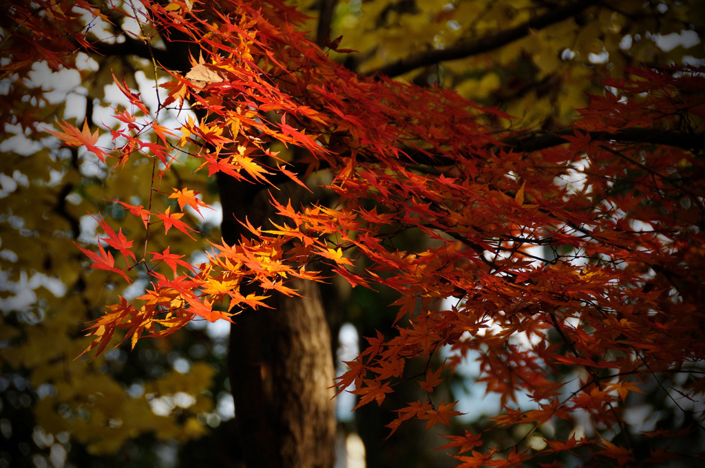紅
