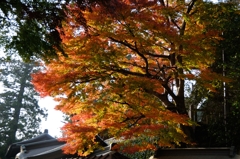 紅葉狩りin Takao