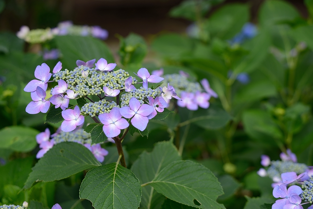 紫陽花