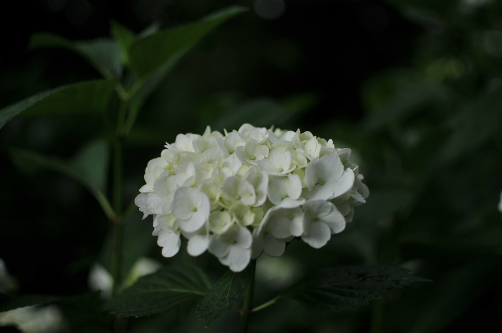 紫陽花　白鳳庵