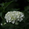 紫陽花　白鳳庵