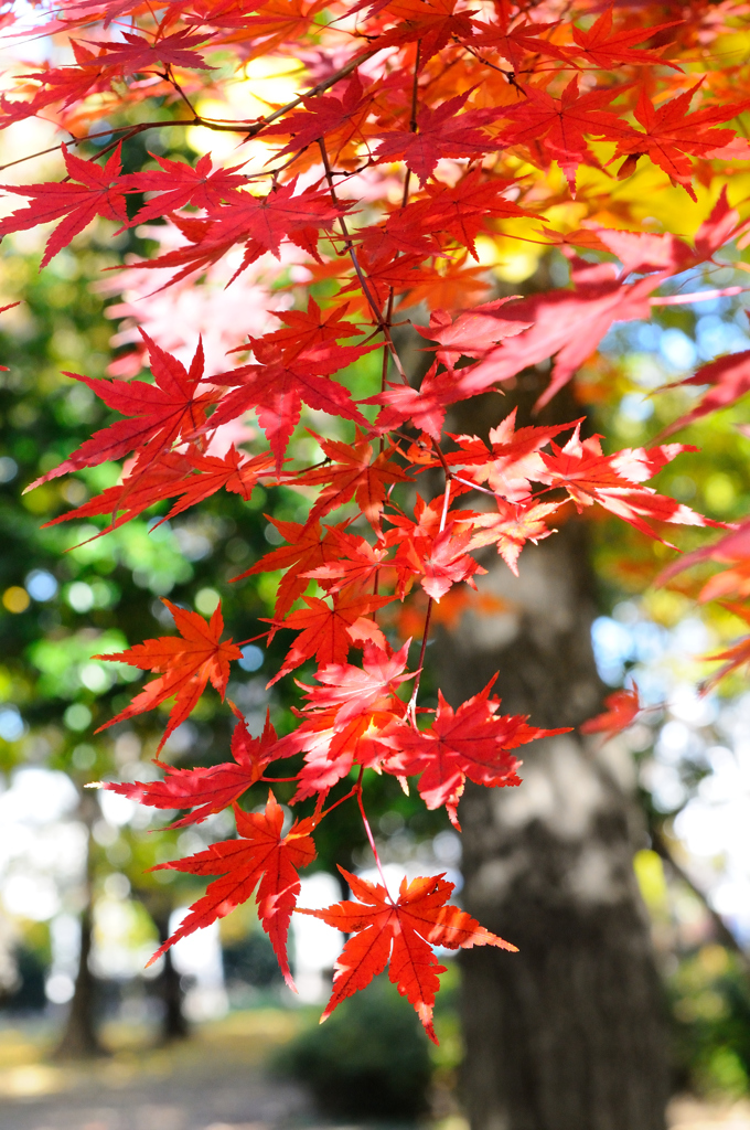 遠くの名所より近くの紅葉