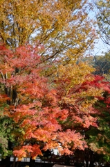 紅葉狩りin Takao