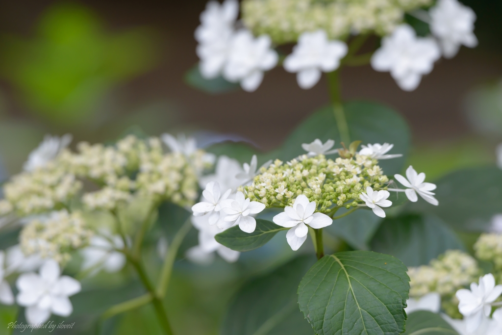 麻溝公園　紫陽花