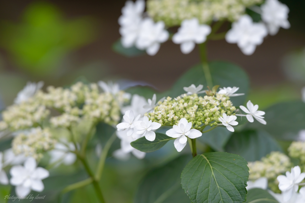 麻溝公園　紫陽花