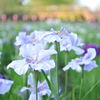 菖蒲