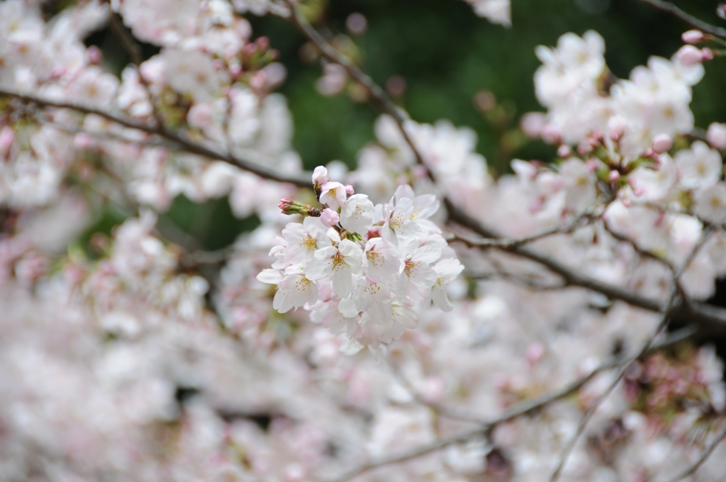 仲良し公園3_R