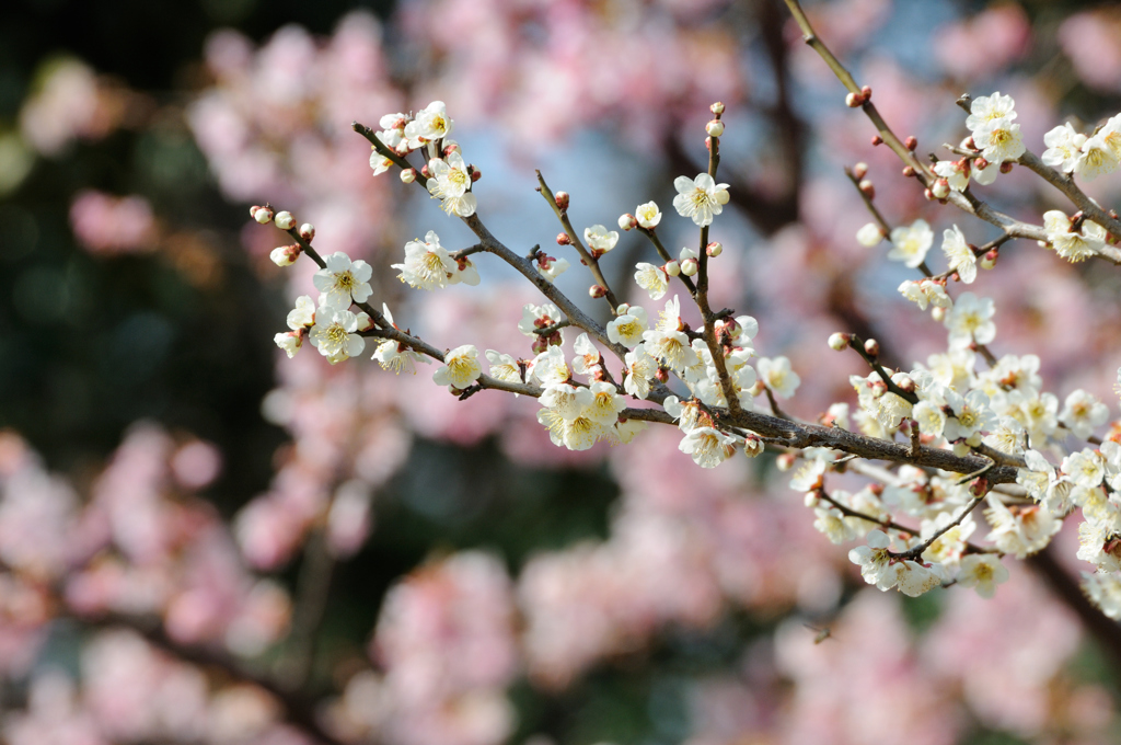 梅～は咲いた～か、桜～はまだかいな