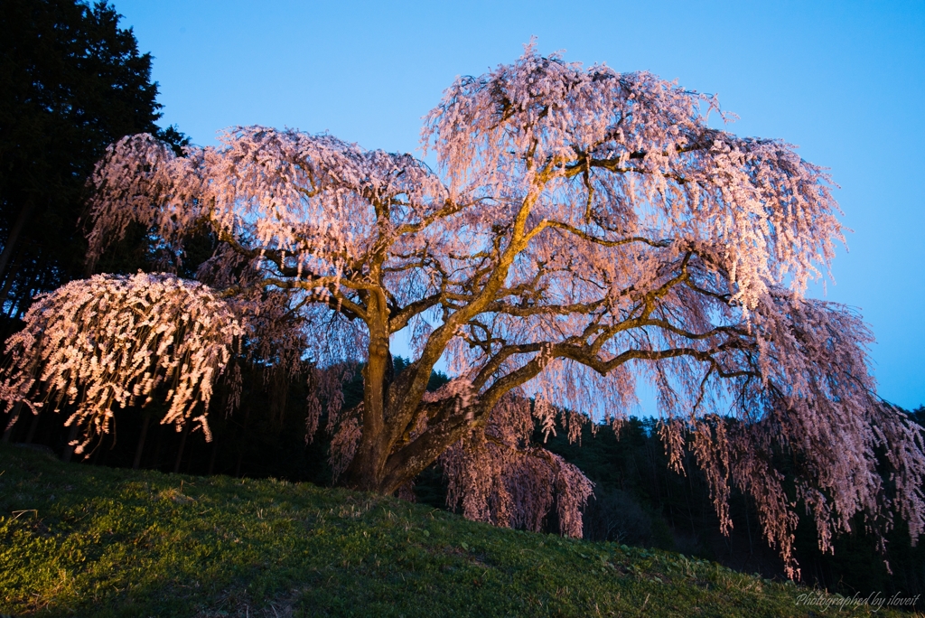 枝垂れ桜