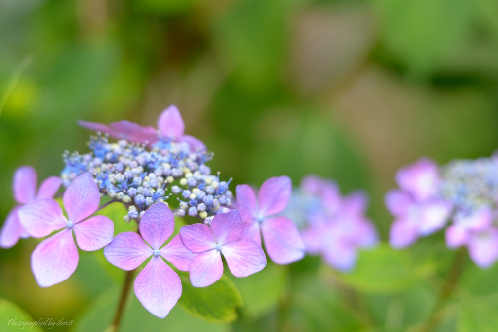 麻溝公園　紫陽花