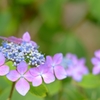 麻溝公園　紫陽花