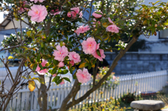 Beautiful Flower