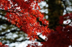 紅葉狩りin Takao