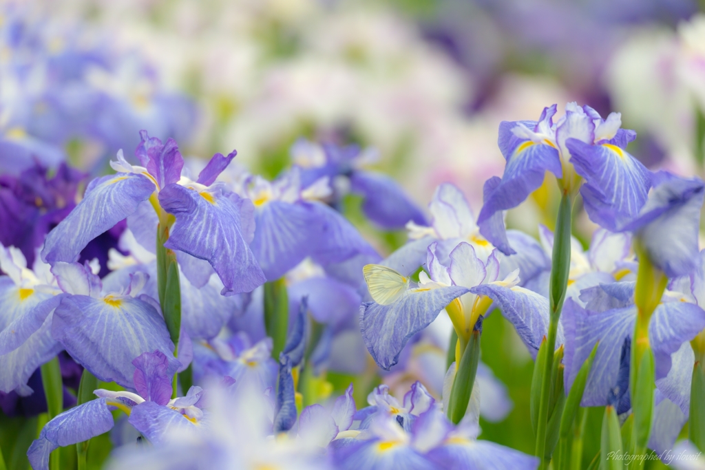 水無月園　菖蒲祭り