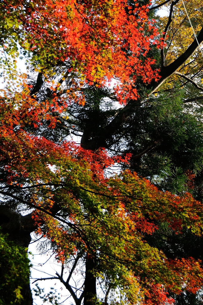 紅葉狩りin Takao