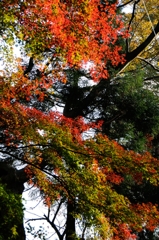 紅葉狩りin Takao