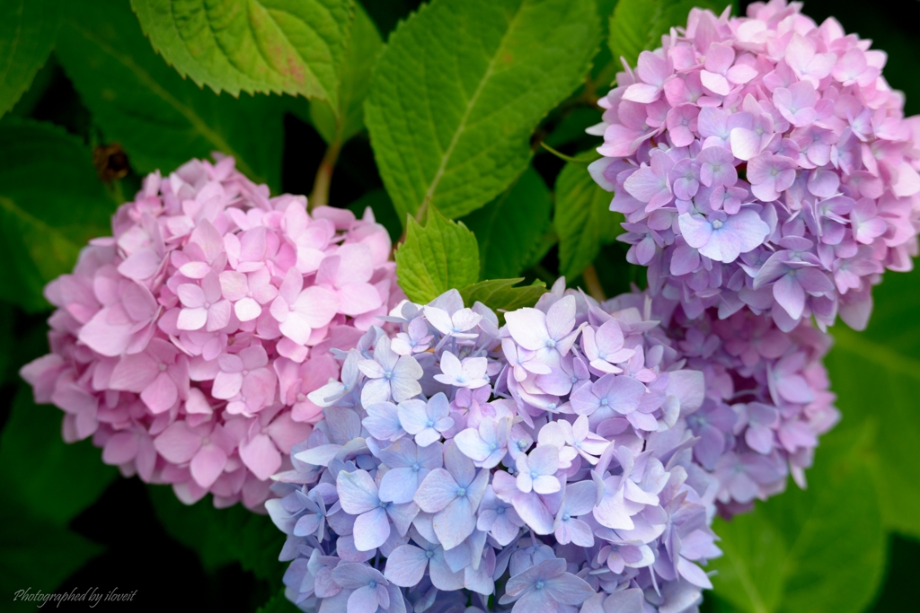 麻溝公園　紫陽花