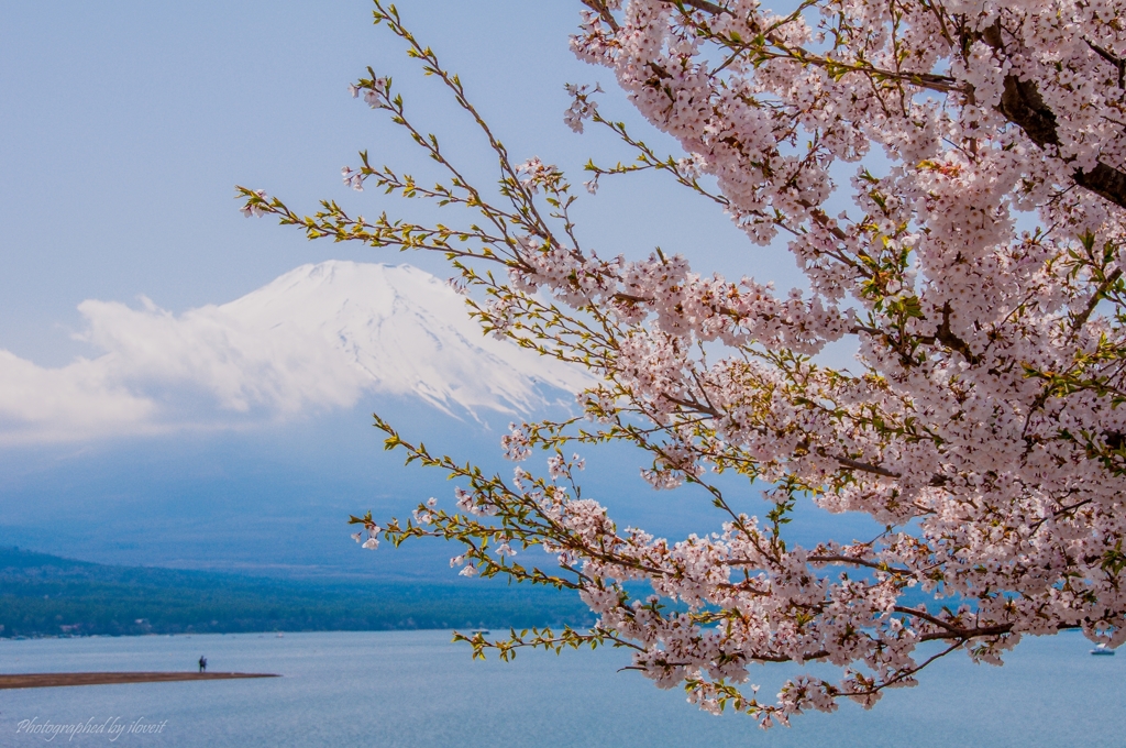 桜