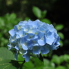 紫陽花　白鳳庵