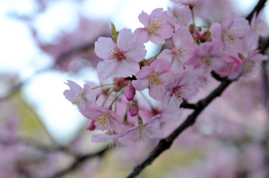 桜、もう満開？