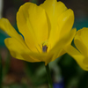 チューリップ