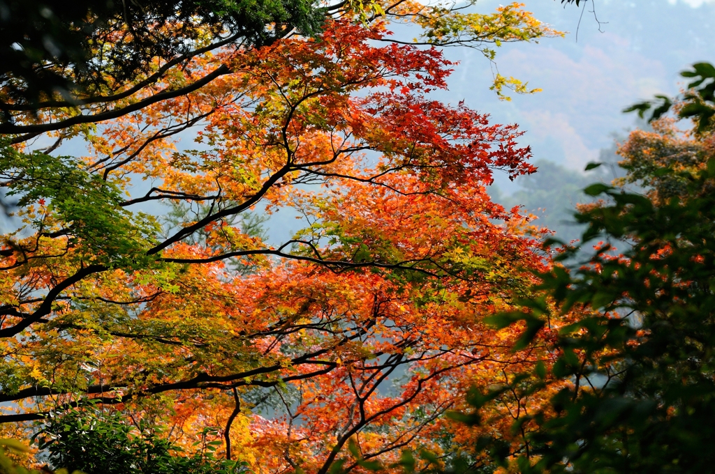 紅葉狩りin Takao