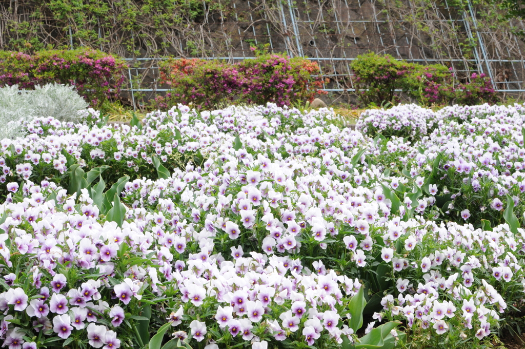 白と紫のお花