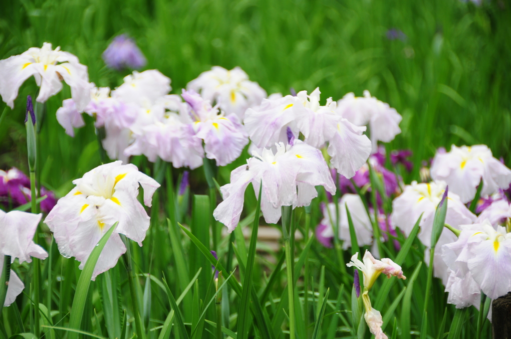 菖蒲 at 泉の森3