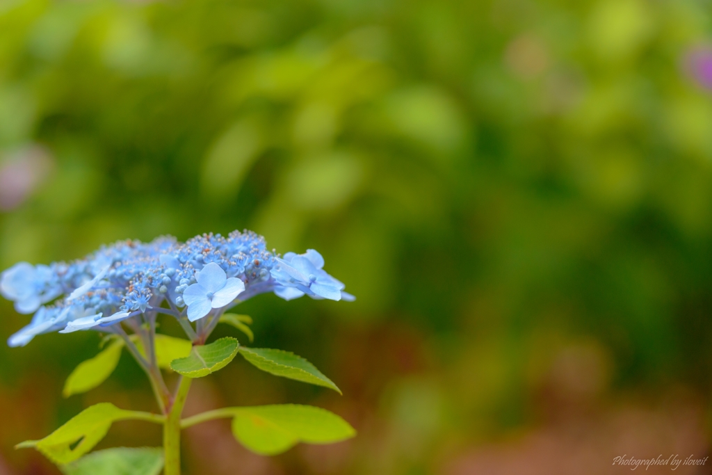 麻溝公園　紫陽花