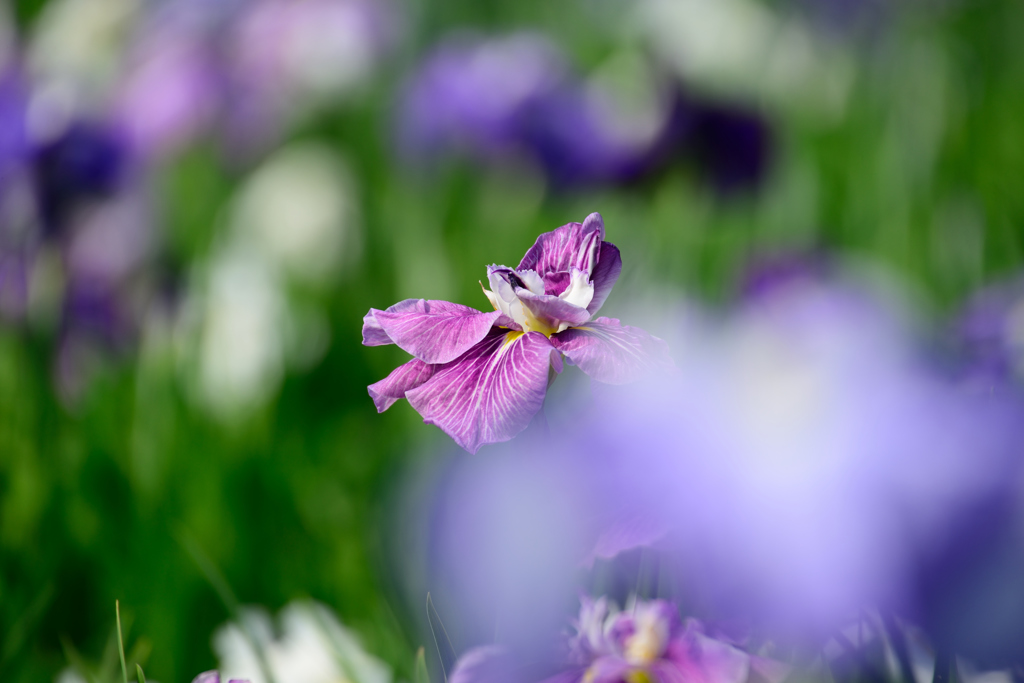 紫菖蒲